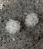گوشواره میکس