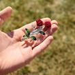 گیره مجلسی گل رز قرمز