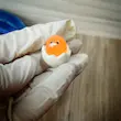 فیگور جوجه و تخم شکسته ۳