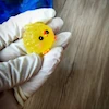 قالب سیلیکونی جوجه تپل بادکنکی 
