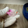 قالب سیلیکونی قو سایز متوسط کد ۲