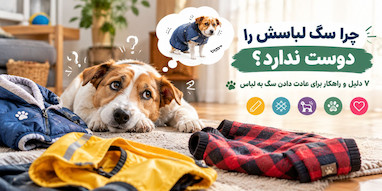 چرا سگ لباسش را دوست ندارد؟ ۷ دلیل و راهکار برای عادت دادن سگ به لباس