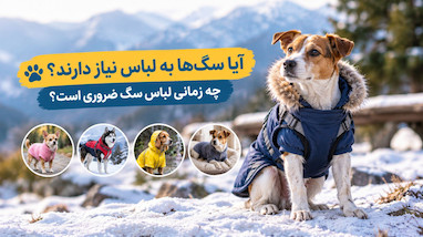 آیا سگ‌ها به لباس نیاز دارند؟ چه زمانی لباس سگ ضروری است؟