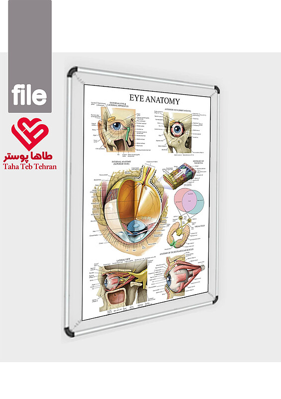 اناتومی چشم فیزیولوژی چشم Anatomy eye