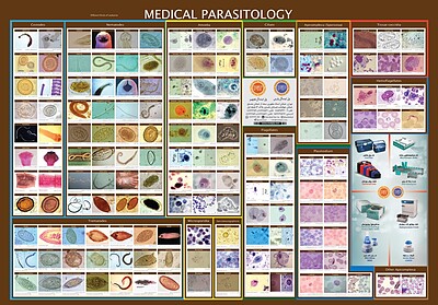 پوستر آزمایشگاهی , پاراسیتولوژی , Parasitology, پوستر پارازیتولوژی,  پاراسیتولوژی(پوستر انگل شناسی)