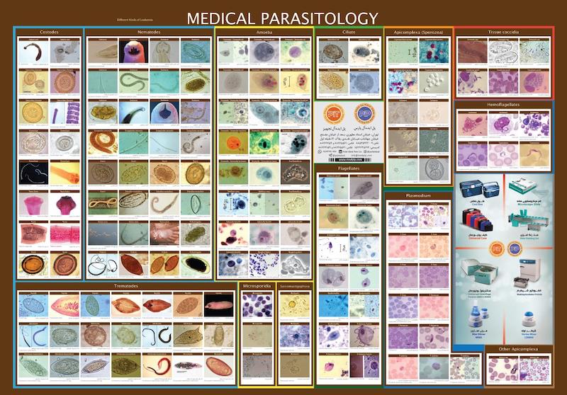 پوستر آزمایشگاهی , پاراسیتولوژی , Parasitology, پوستر پارازیتولوژی,  پاراسیتولوژی(پوستر انگل شناسی)
