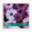 شمش طلا 18 عیار طلاشاپ مدل گل کد BRF10047