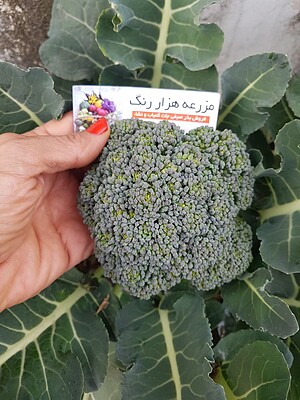 بذر کلم بروکلی سبز