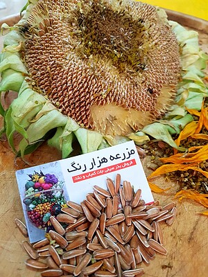 بذر گل افتاب گردان دانه قرمز خوراکی