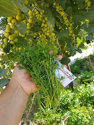 بذر رشاد  بسته ۵ گرمی 