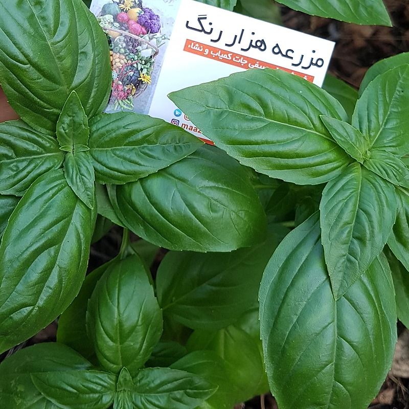 بذر ریحان گنووس