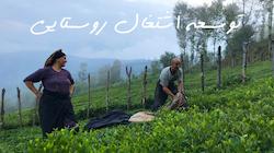 جزئیات بیشتر در مورد محصولات محلی تیاور