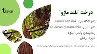 معرفی درخت بومی هیرکانی