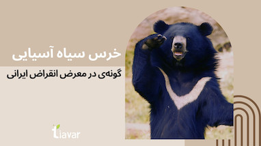 باغبان شب؛ خرس سیاه آسیایی، گونه‌ی در معرض انقراض ایرانی