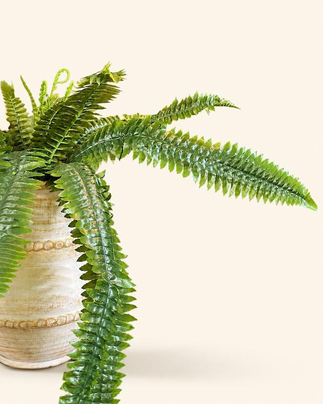 بوته سرخس آویز