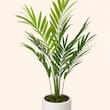 اریکا