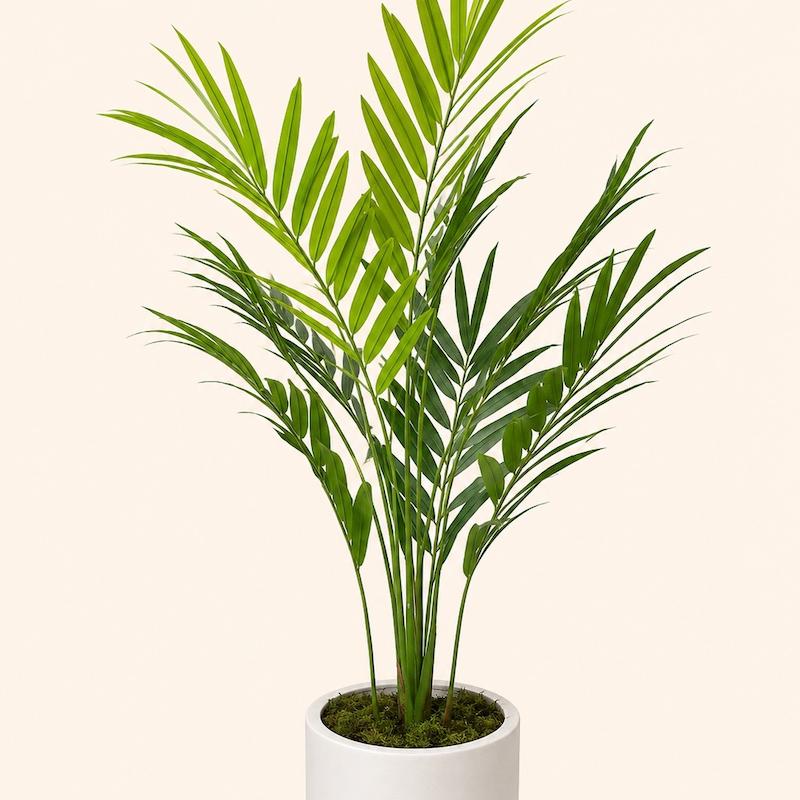 اریکا