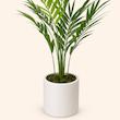 اریکا