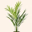 اریکا