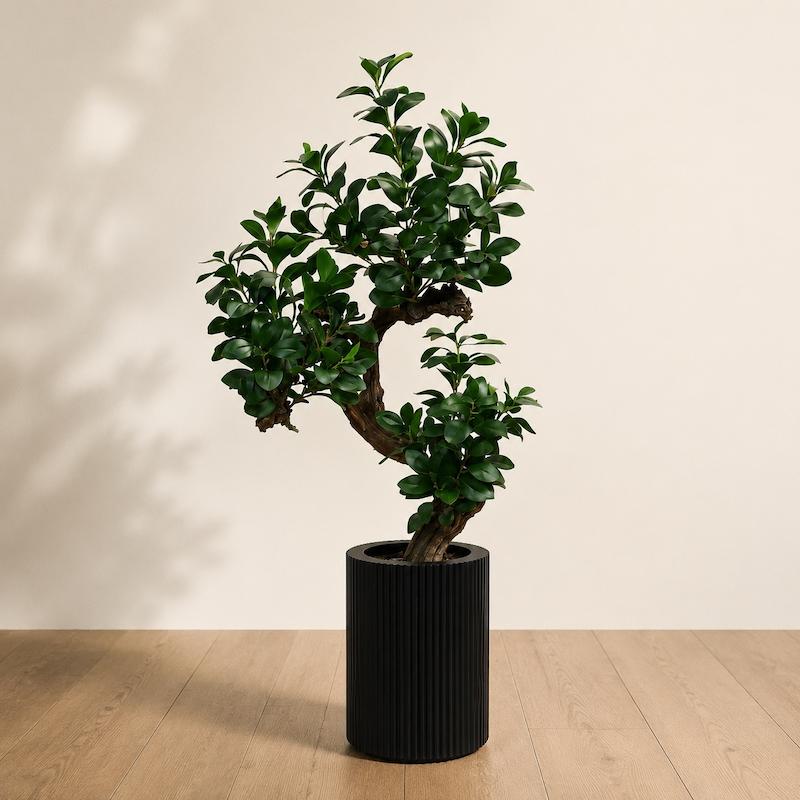 درختچه قاشقی