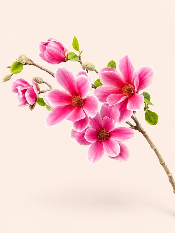 مگنولیا لمسی 3 گل