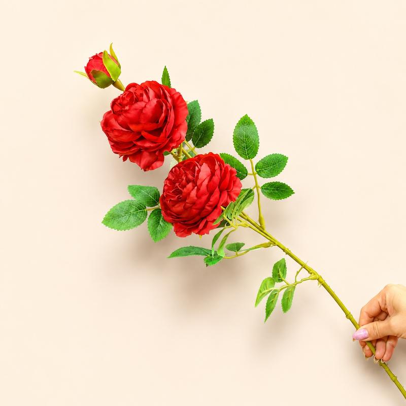 نسترن فرانسوی