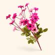 بابونه رنگی ریز