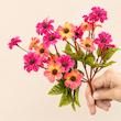 بابونه رنگی ریز