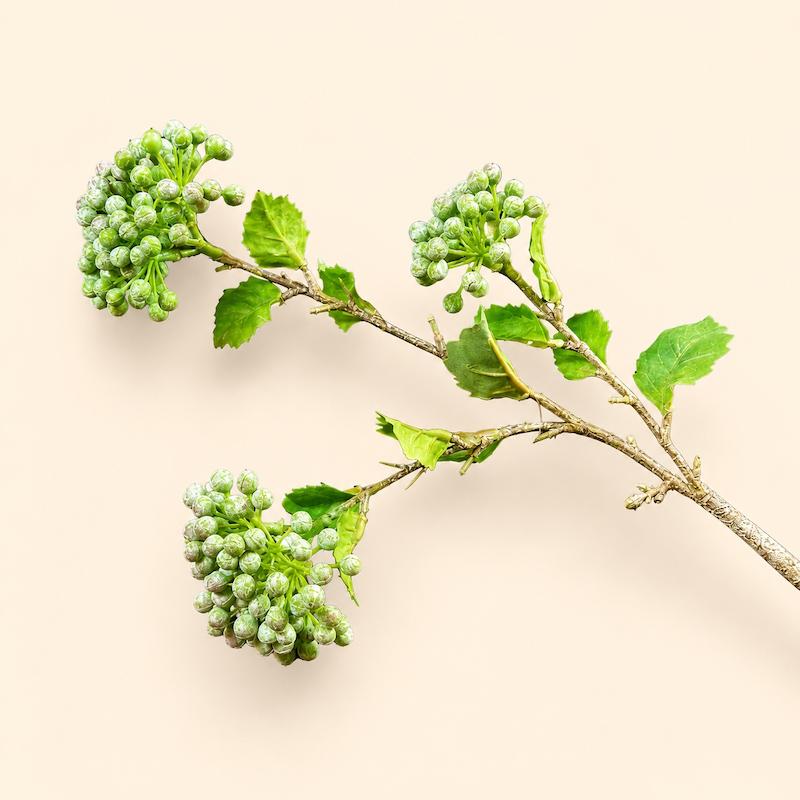 بلوبری قاصدکی