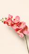 ارکیده چرمی صورتی گلبهی