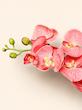 ارکیده چرمی صورتی گلبهی