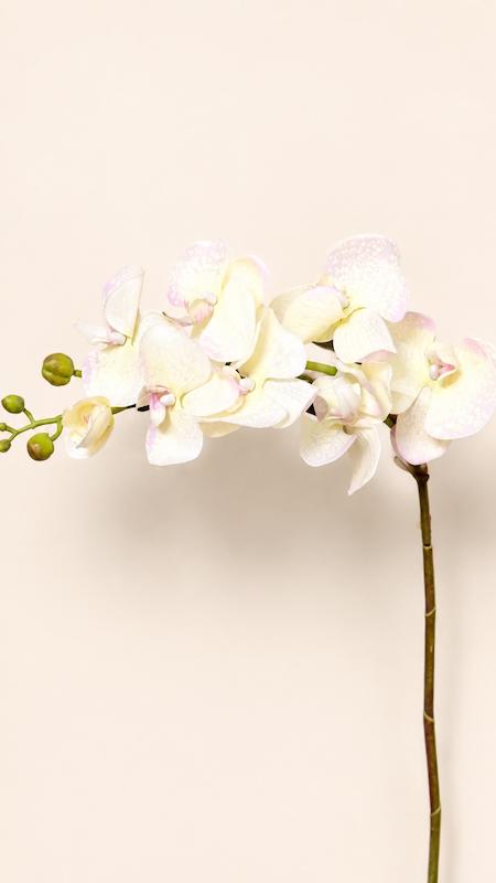 ارکیده چرمی سفید رگه دار
