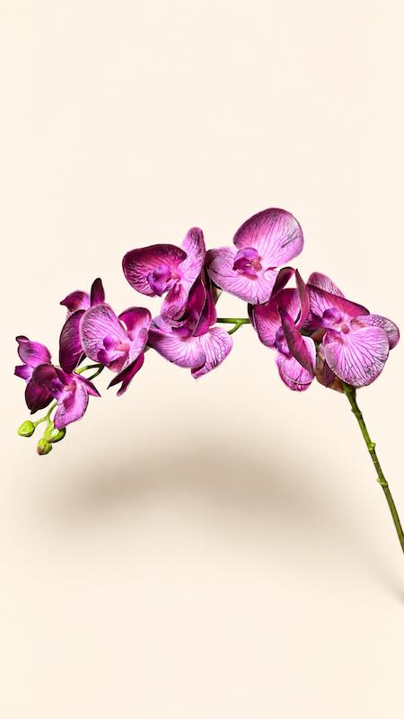 ارکیده چرمی سرخابی بنفش