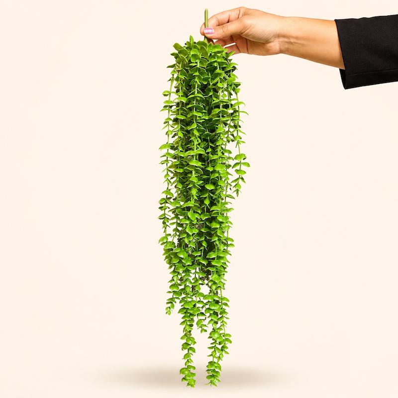 ریسه آویز اکالیپتوس 