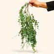 بوته آویز اکالیپتوس مینیاتوری
