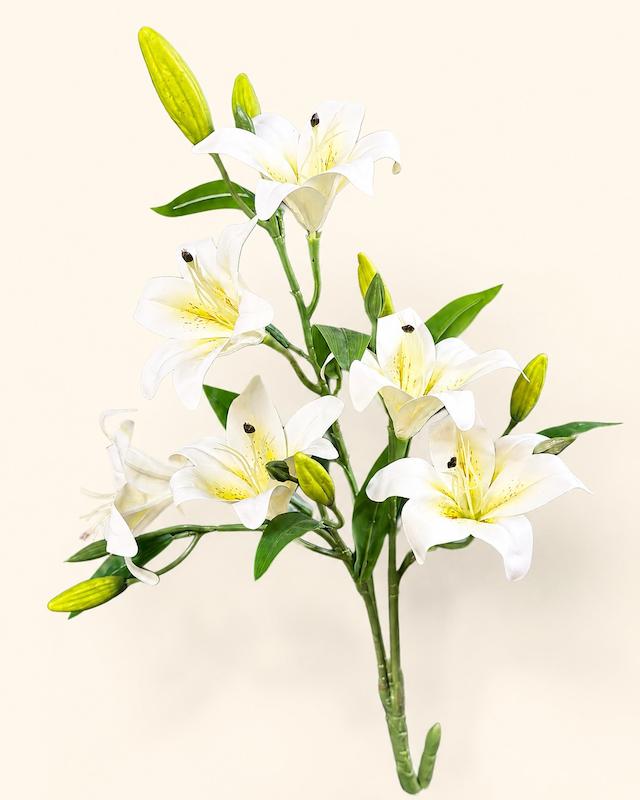 لیلیوم سفید