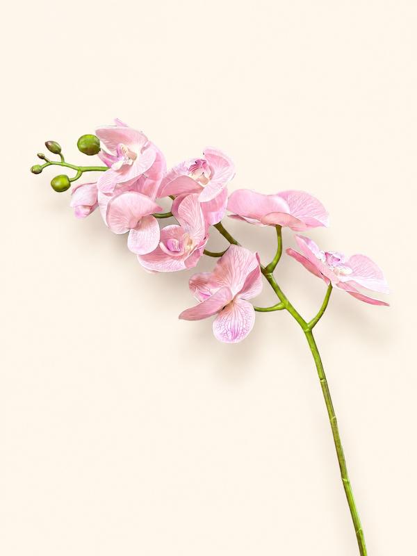 ارکیده صورتی