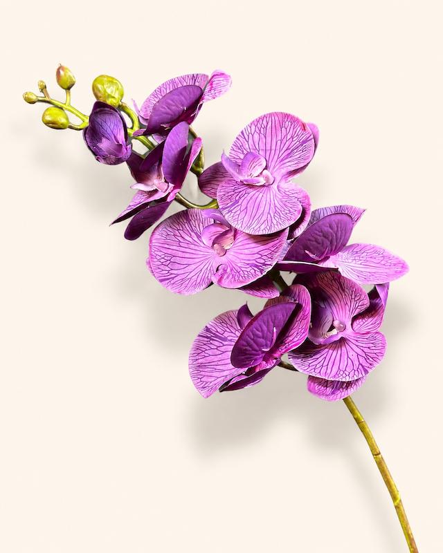 ارکیده بنفش