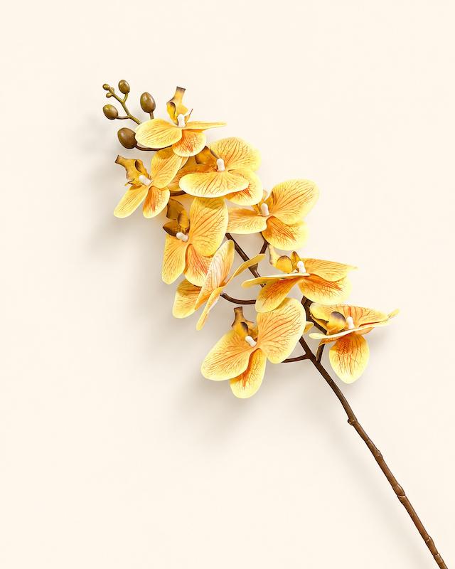 ارکیده زردنارنجی