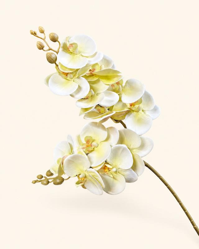 ارکیده سفید سبز