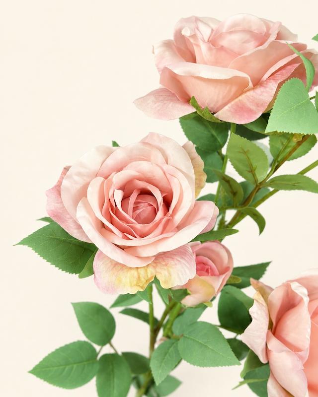رز هلندی