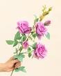 رز پارچه ای