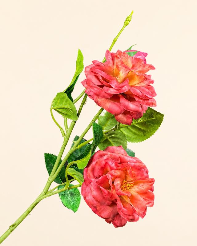رز چرمی