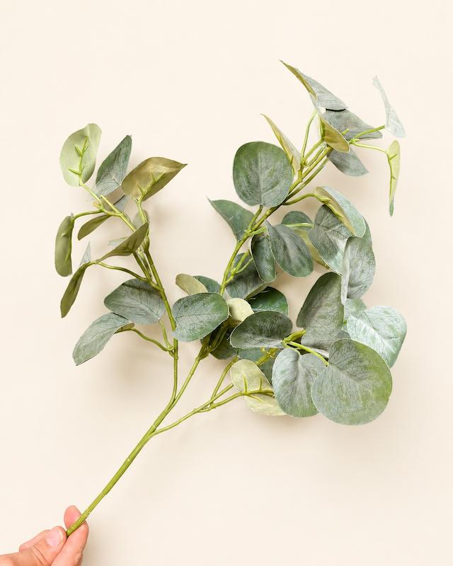 شاخه اکالیپتوس
