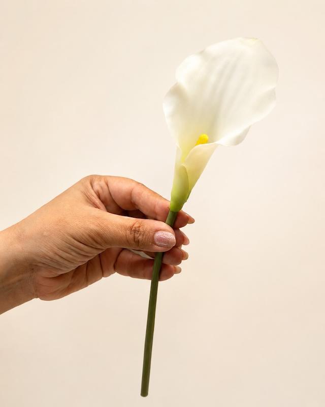 شاخه شیپوری
