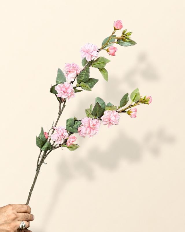 شکوفه سیب صورتی