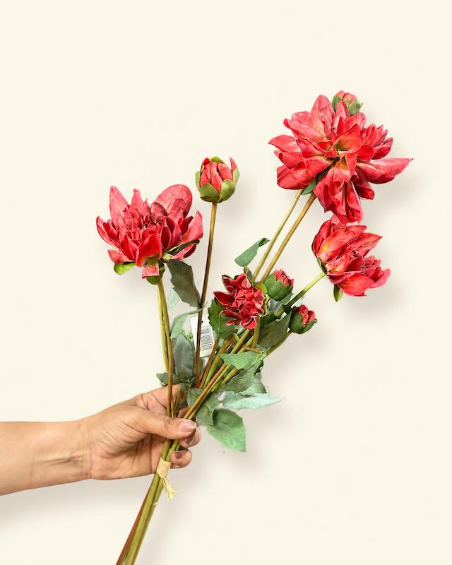 داوودی قرمز کمرنگ