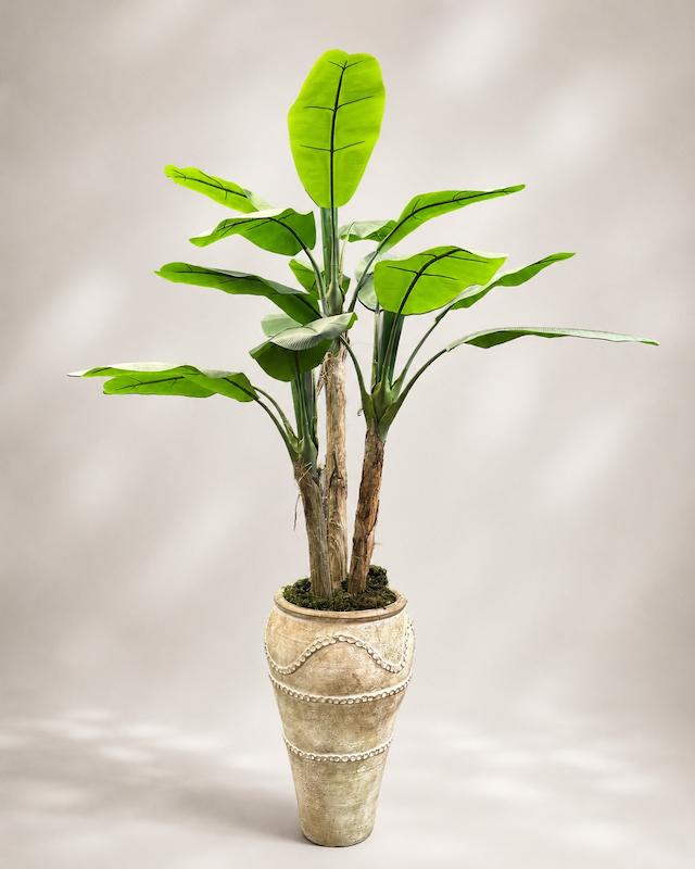 موز پینی سه تنه