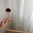 کانزاشی رز قرمز بزرگ 