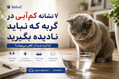 ۷ نشانه کم‌آبی در گربه | چگونه بفهمیم گربه آب کافی می‌نوشد.
